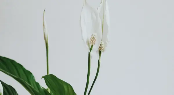 Två vita fredskalla blommor med gröna blad mot en ljus bakgrund.