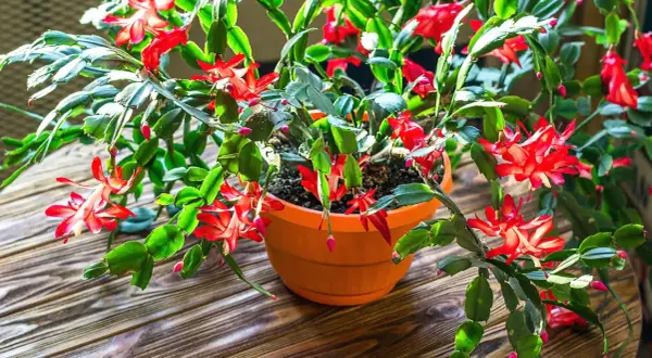 En blomstrande novemberkaktus i en orange kruka, redo att förökas som stickling. Dess röda blommor lyser upp den mörka träytan.