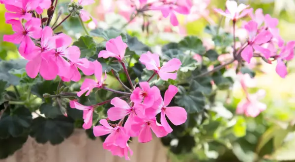 En kruka fylld med rosa pelargon sorter i full blom. Ljuset faller mjukt över blommorna och skapar en drömsk känsla.