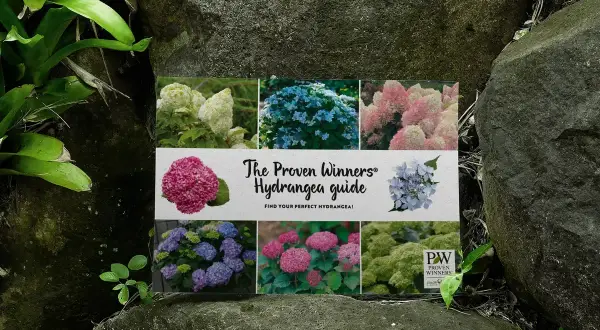 En guide till hortensior, med bilder på olika sorters blomma på en sten.