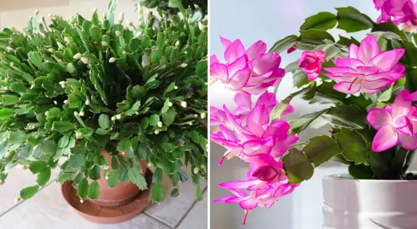 En frodig novemberkaktus med många knoppar, och en annan med slående rosa blommor. En riktig glädjespridare i novembermörkret.