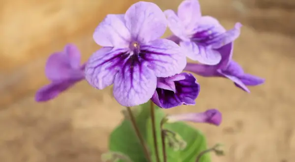 Vackra lila blommor av streptocarpus slokar med mörka streck på kronbladen.