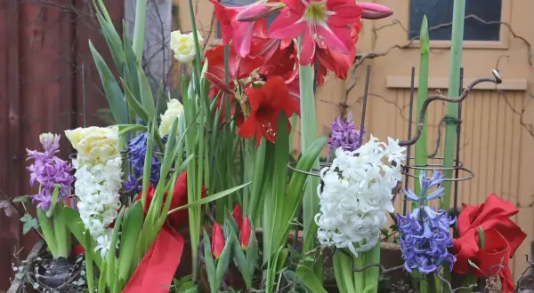 Vacker blomsterarrangemang med amaryllis, tulpaner och hyacinter. Perfekt inspiration för att plantera hyacinter ute.