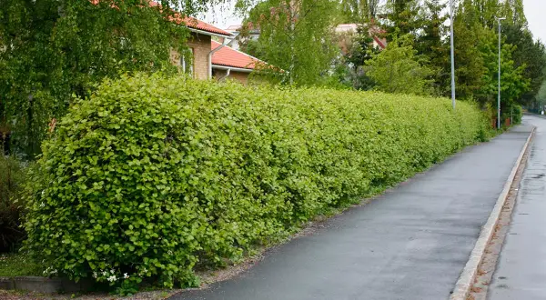 En tät, grön häck av amerikansk hagtorn kantas av en trottoar och ett hus med tegelfasad.