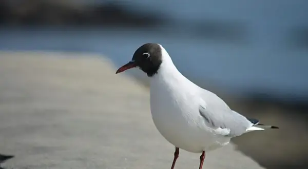 En liten grå fågel med svart huvud står på en stenbelagd yta vid vattnet.