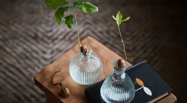 Två små ekplantor växer i glasvaser, ett vackert sätt att plantera ekollon och följa deras utveckling.