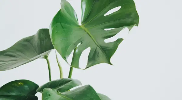 En grön monstera med sina karakteristiska blad. Vacker men monstera är giftig, så håll den borta från nyfikna husdjur.