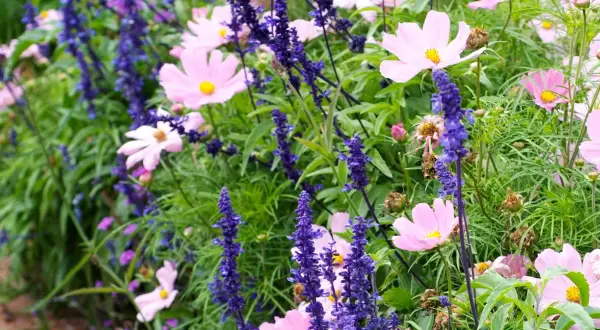 En rabatt med rosa kosmosblommor och blå salvia. Angelonia angustifolia bidrar med sina lila blomspiror till den färgsprakande blandningen.