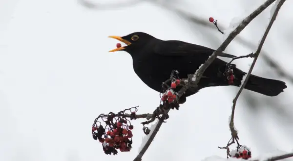 En koltrast sitter på en snötäckt gren och äter röda bär.