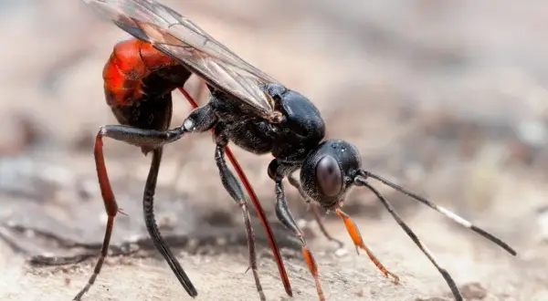 En svart geting med röd bakkropp, en av vanliga insekter i Sverige, med genomskinliga vingar och långa ben.