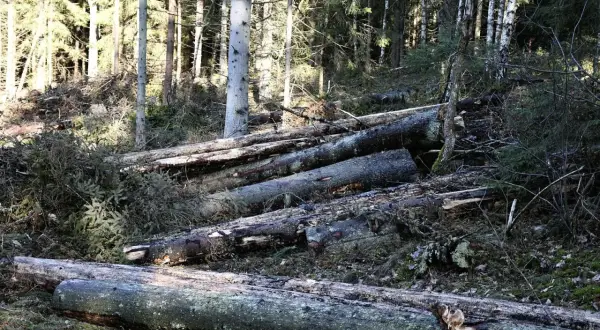 Fällda granar ligger i skogen, spår av granbarkborre syns på veden.