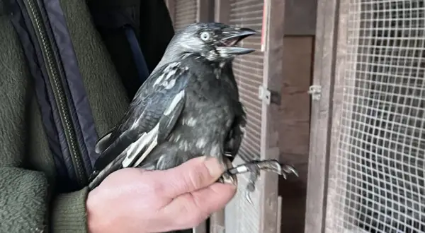 En person håller en kaja med ring på benet. Kaja ålder är svår att avgöra, men den ser ut att vara ung.