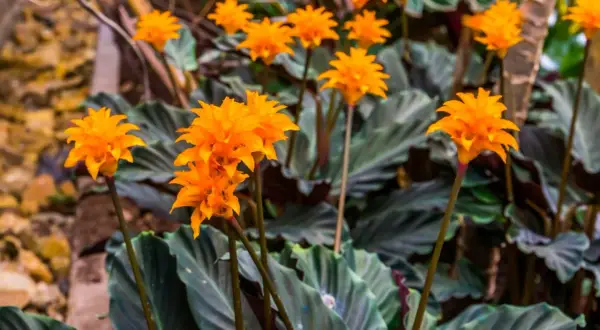 Ett kluster av lysande orange blommor från en calathea crocata reser sig över mörkgröna, vågiga blad.