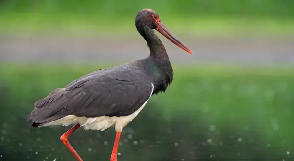 En svart stork med röda ben och ögon står i grunt vatten.