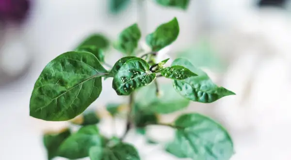 Närbild på en grön planta med små vita prickar på de klibbiga bladen.