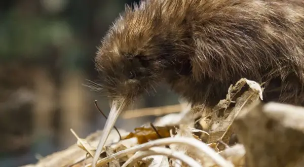 En brun kiwi med lång näbb undersöker marken, kanske för att hitta mat med sitt luktsinne.