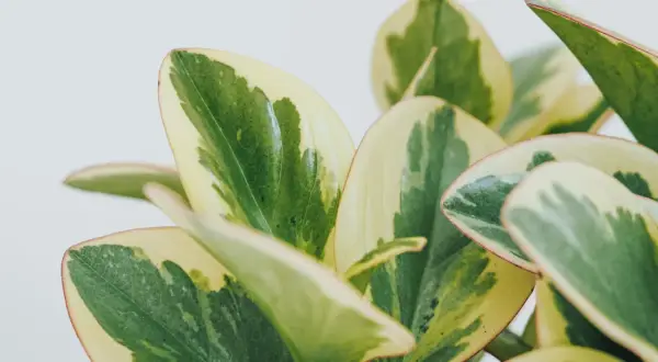 Närbild på en brokig peperomia med gröna och gulvita blad. En av många vackra peperomia sorter.