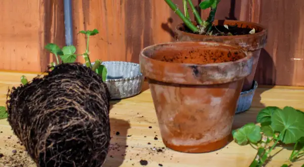 En rotbunden pelargon väntar på att plantera om i en terrakottakruka.