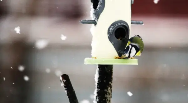 En blåmes talgoxe söker mat vid fågelmataren i snöfall.
