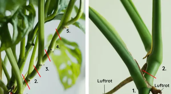 Detaljerad bild av en monstera-stam med numrerade snittpunkter för sticklingar. Luftrötter syns tydligt.