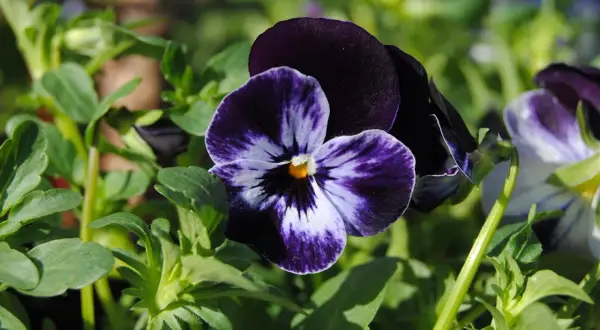 En närbild av en mörkblå och vit viola tricolor blomma med gröna blad i bakgrunden.