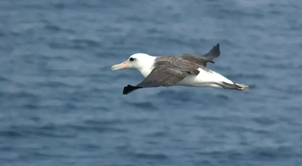 En albatrossfågel glider över det blå havet, med sina imponerande vingar utbredda.