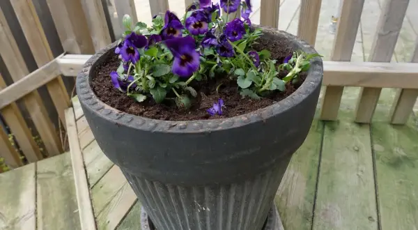 Mörklila penséer i kruka på en träaltan. Blommorna är frodiga och står i mörk jord.