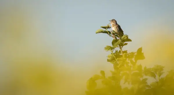 En liten fågel sjunger på en gren bland gröna blad. En vacker vy av vårfåglar i Sverige.