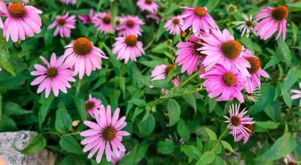 En grupp rosa solhatt blommor med bruna mittar, omgivna av gröna blad.