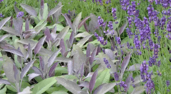 Vacker samplantering lavendel i kruka med purpurfärgade blad.