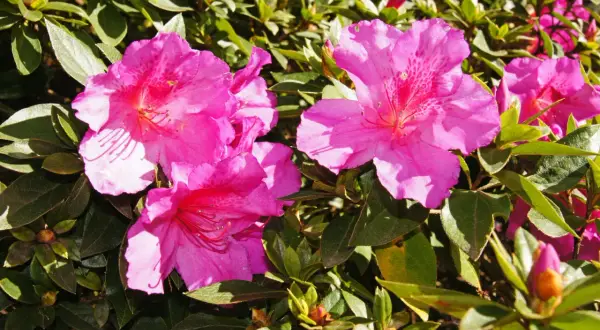 Färgglad azalea inomhus med rosa blommor och gröna blad. En vacker blomma som lyser upp rummet.