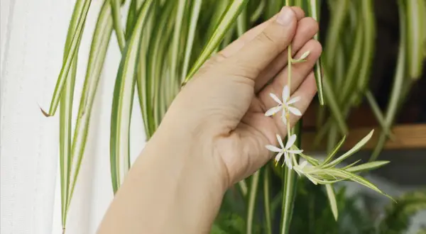 En hand håller försiktigt en blommande pinnlilja. De små vita blommorna kontrasterar mot de randiga gröna bladen.