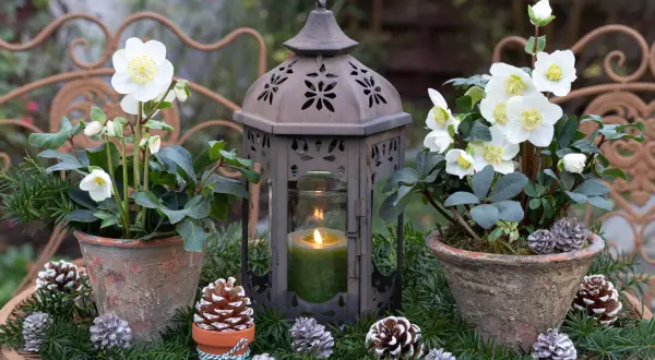Vinterträdgården lyser med vita julros perenn blommor bredvid en gammal lykta med ett grönt ljus. Kottepynt och granris skapar en mysig julkänsla.