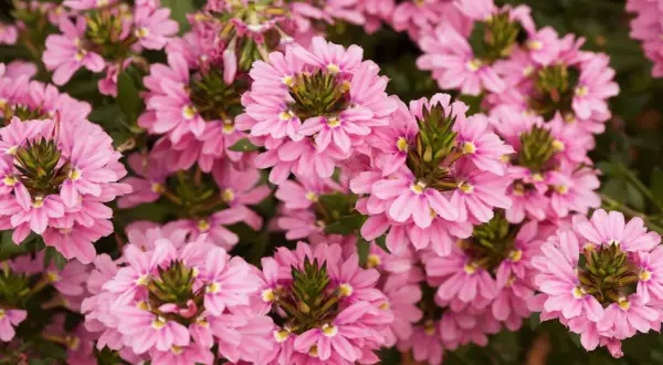 En tät matta av rosa blommor, Sceavola aemula, med sina unika, fläktformade kronblad och gröna mitt.