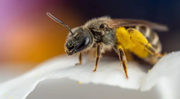 En gul fluga insekt med pollen på benen sitter på ett vitt kronblad.