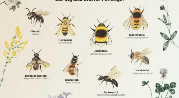 Illustrationer av åtta olika bin i Sverige: citronbi, honungsbi, jordhumla, klöverhumla, rosentapetserarbi, rödmurarbi, småsovarbi och vårsidenbi.