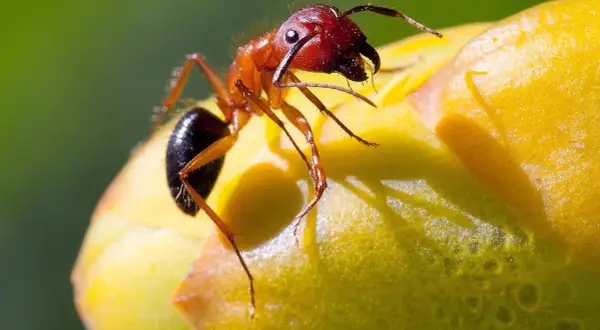 En rödbrun myra med sina sex ben klättrar på en gul blomma.