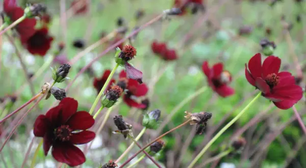 Mörkröda chokladblommor i kruka, med sina sammetslena kronblad och mörka mitt, skapar en mystisk skönhet i trädgården.