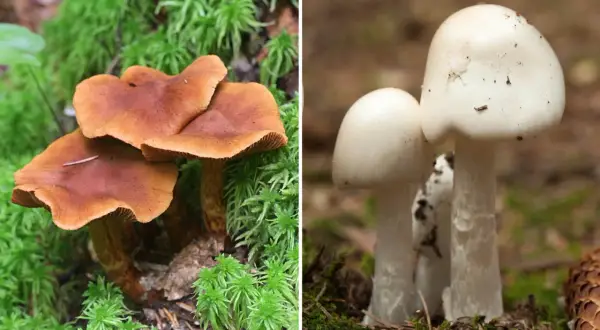 Två svampar i skogen, en brun och en vit. Den vita kan vara en giftig svamp i Sverige.