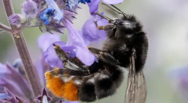 En humla med orange bakkropp samlar nektar från lila blommor. Intressanta fakta om bin.
