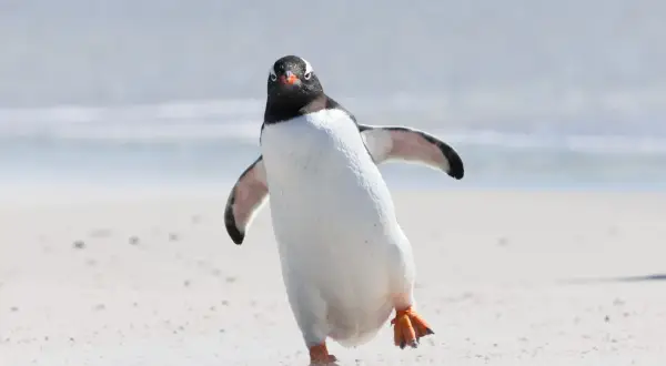 En pingvin på en sandstrand, som balanserar på ett ben. Den ser ut att undra om pingviner kan flyga, men dess vingar är anpassade för simning.