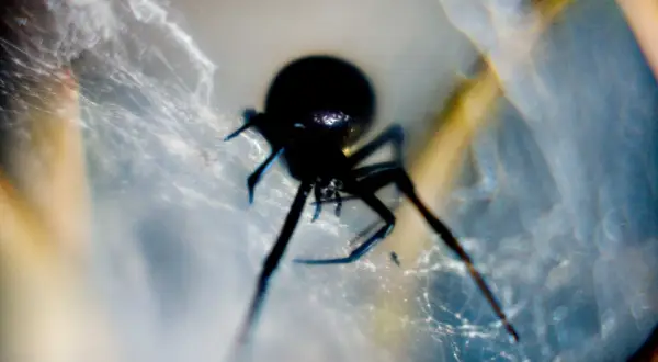 Svart spindel i nät. Även om det finns giftiga spindlar i Sverige, är de flesta ofarliga.