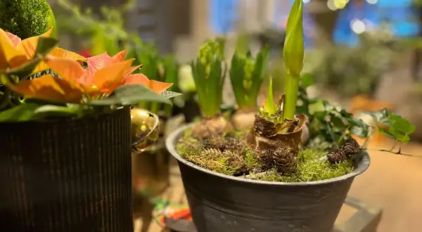 Julblommor i kruka med hyacinter och amaryllis som växer upp ur lökarna, dekorerade med mossa och kottar.