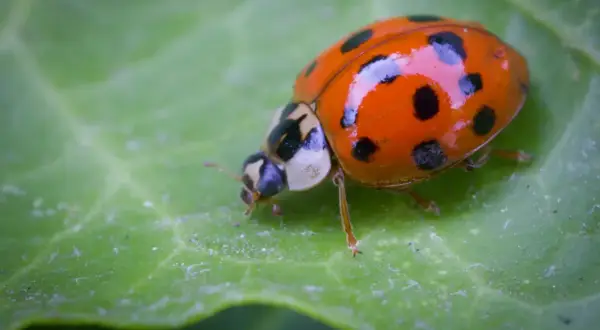 En orangefärgad, invasiv nyckelpiga med svarta prickar kryper på ett grönt blad.
