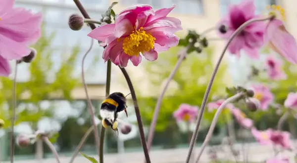En humla flyger mot en rosa blomma, redo att samla nektar. En vacker scen av mata humlor på våren.