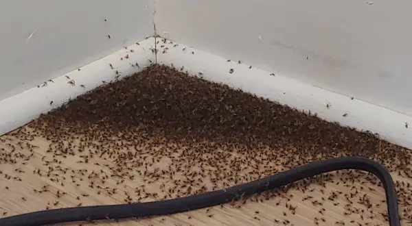 Enorm mängd pyttesmå flugor samlas i ett hörn på golvet, längs en vit golvlist.