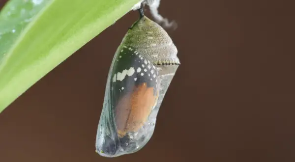 A monarch butterfly chrysalis hangs from a green leaf, showing orange wings and black and white markings.