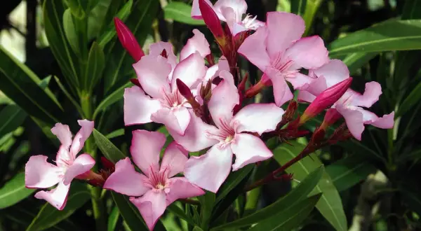 Vackra, men giftiga, rosa oleanderblommor med mörkgröna blad. Var försiktig, oleander är giftig.