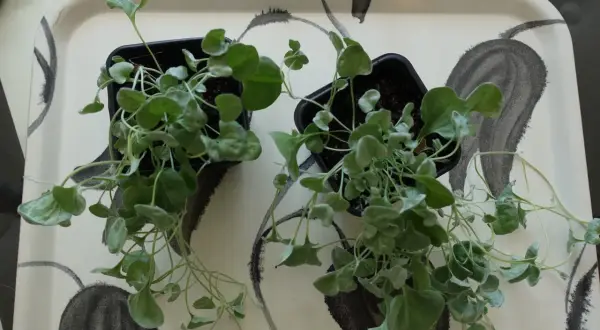 Två små plantor med silverfärgade blad, som en silver falls, står på en bricka med abstrakt mönster.