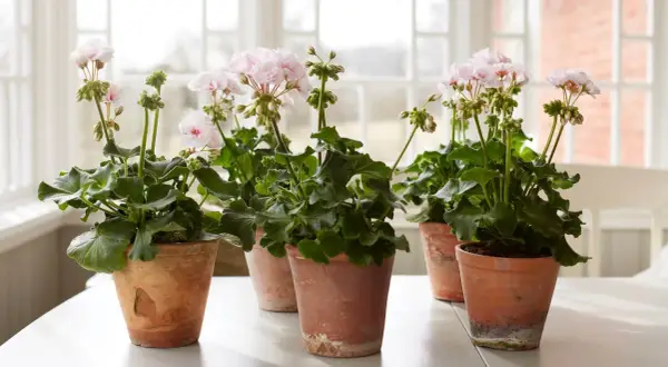 Flera krukor med ljusrosa doftpelargon sorter står på ett vitt bord. Blommorna är i full blom med gröna blad.